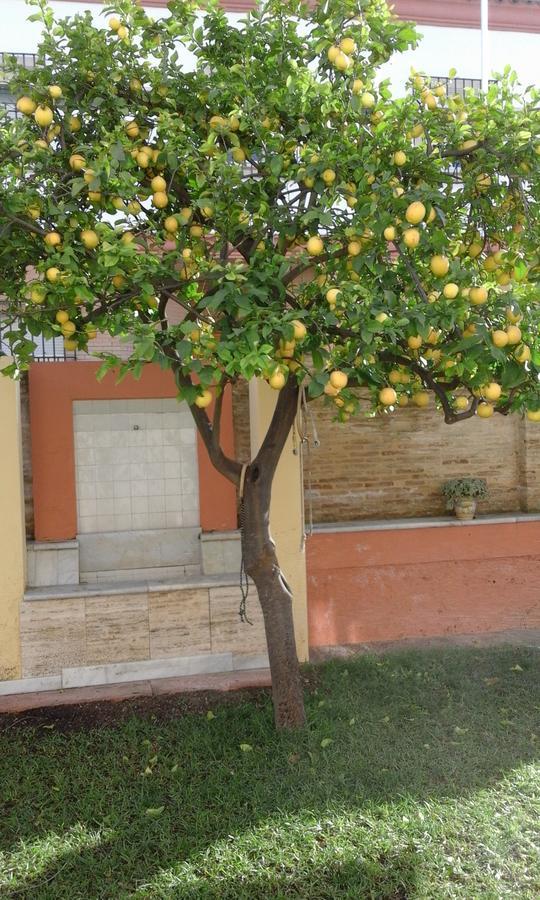 Lemon Garden Hostel Sevilla Extérieur photo